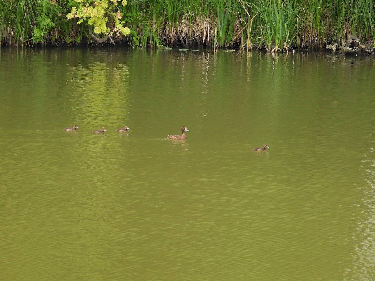 Tufted Duck - ML640369501