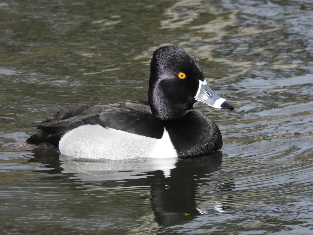 Ring-necked Duck - ML640369510