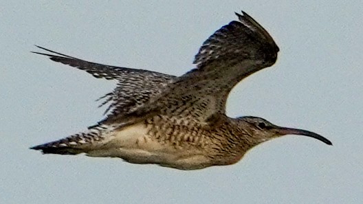 Eurasian Curlew - ML640369515