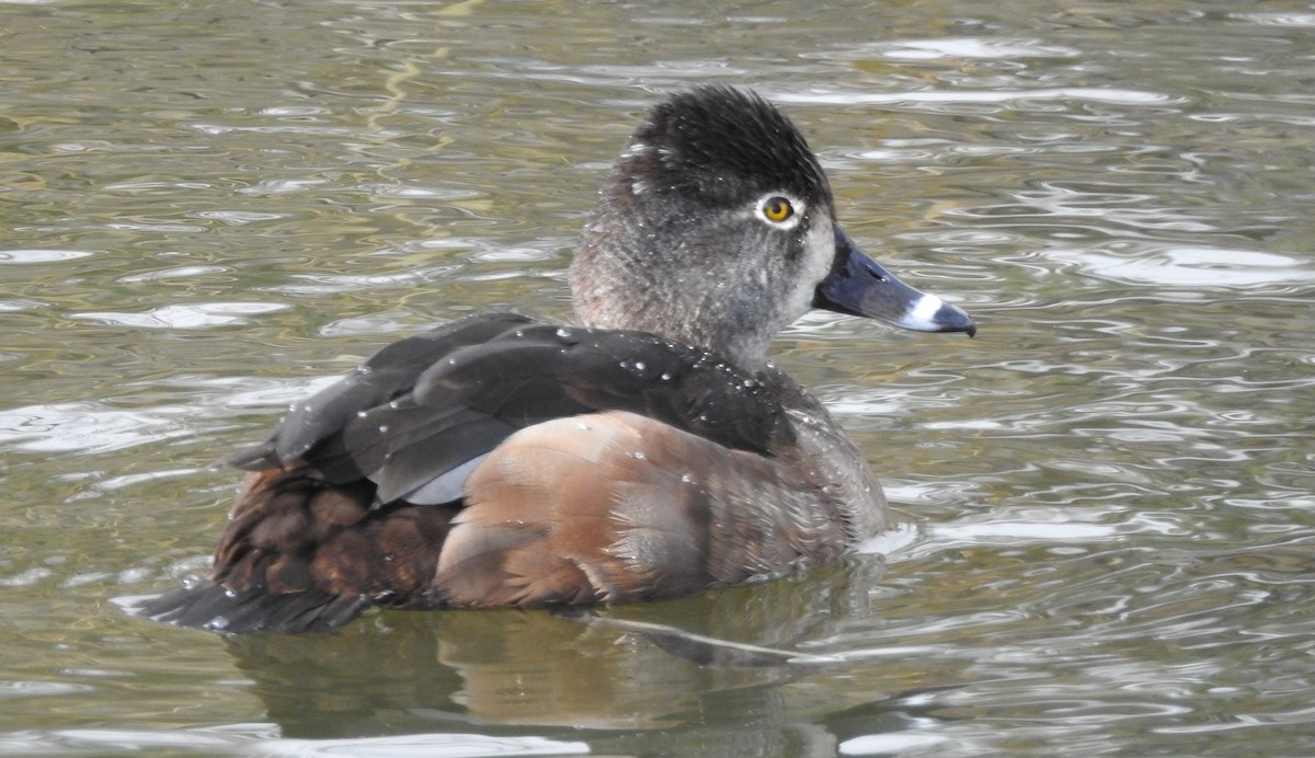 Ring-necked Duck - ML640369517
