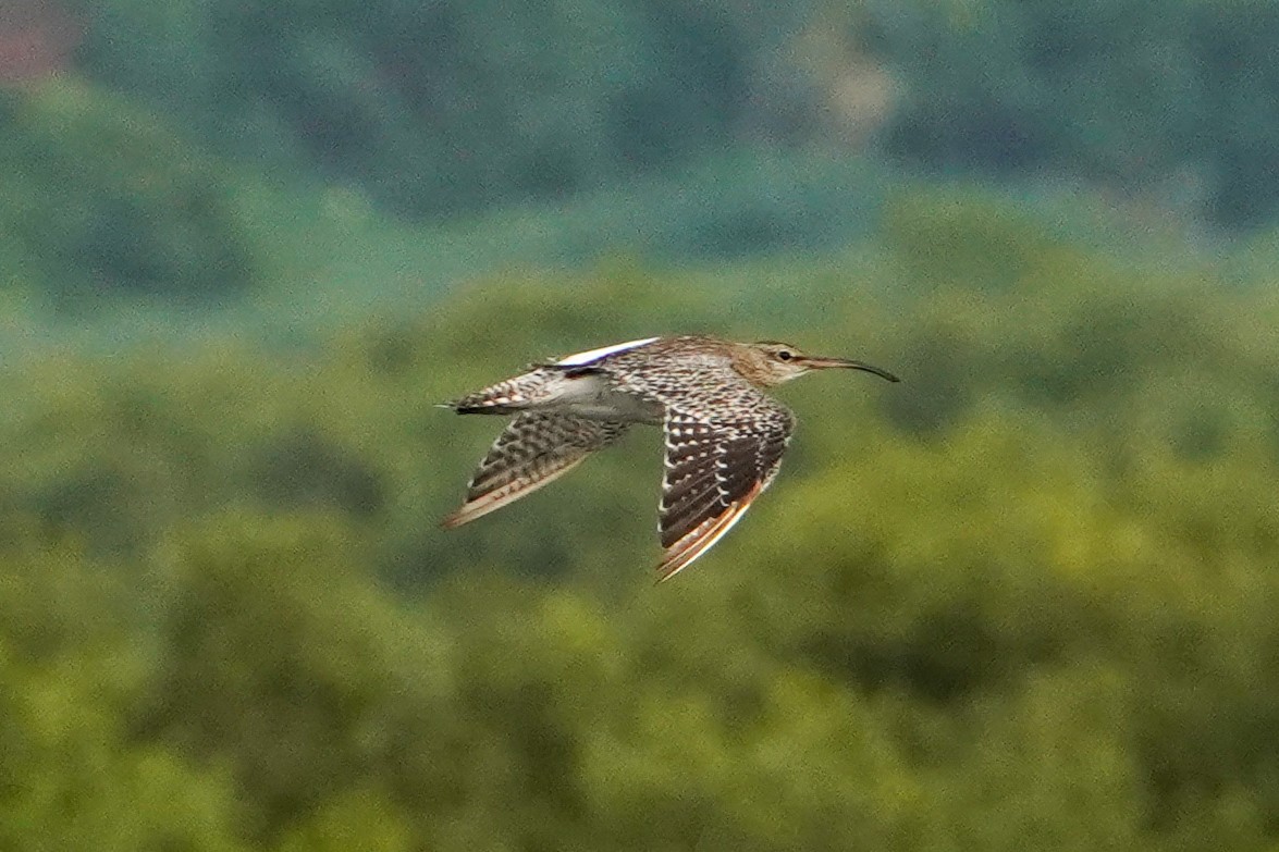 Eurasian Curlew - ML640369548