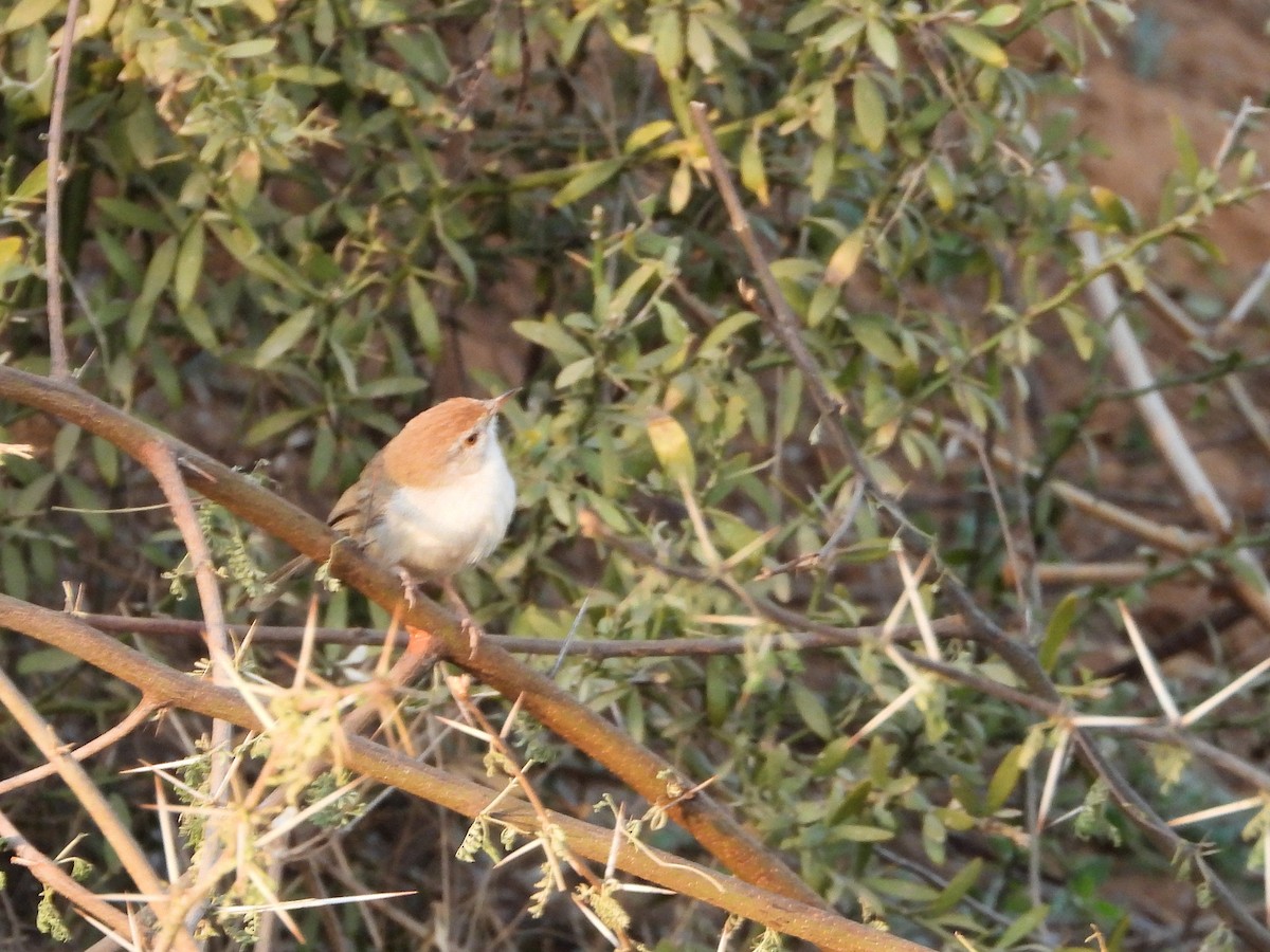 Rufous-fronted Prinia - ML640369568