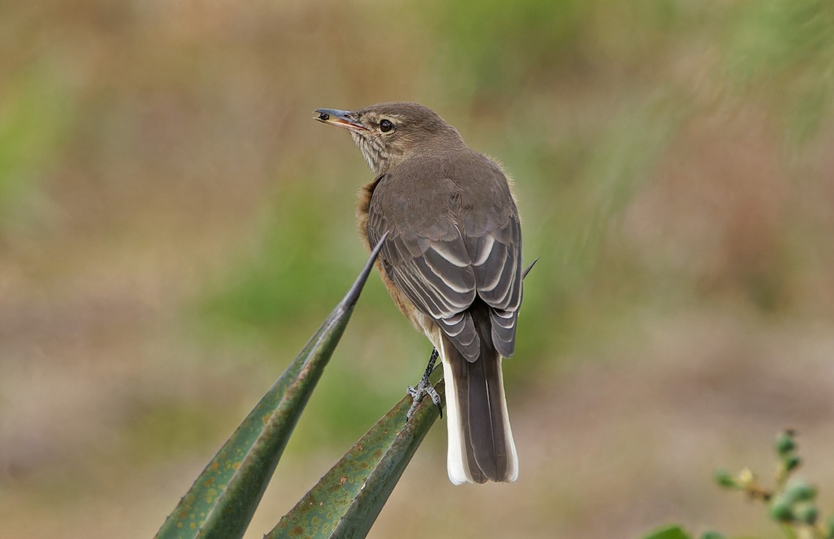 Black-billed Shrike-Tyrant - ML640369622