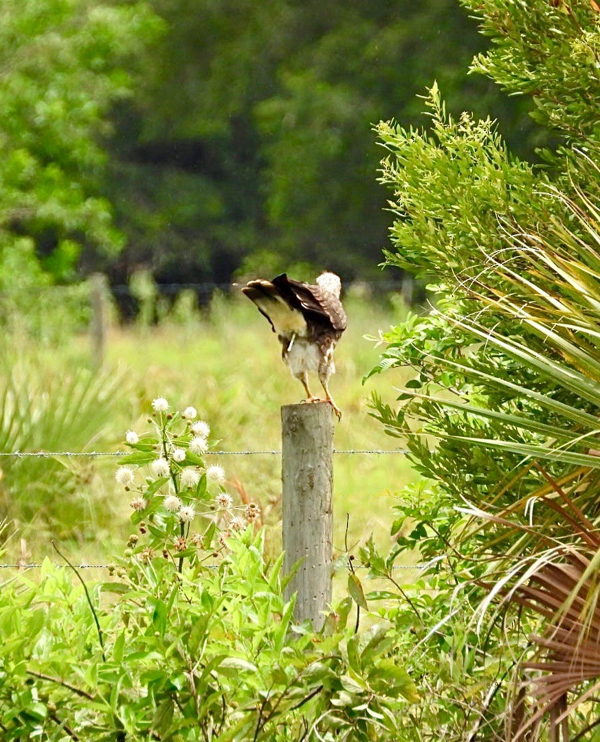 Snail Kite - ML640369695