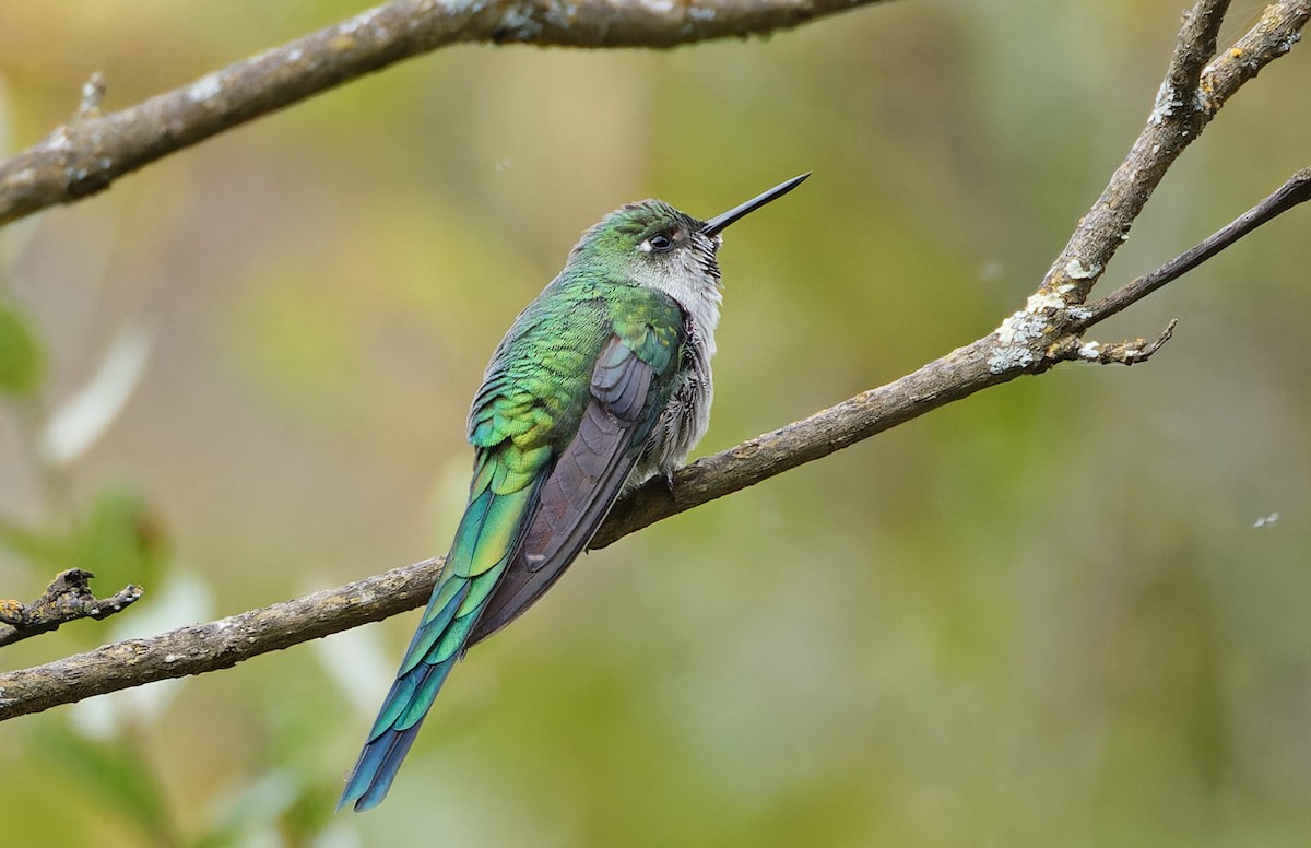 Gray-bellied Comet - ML640369760