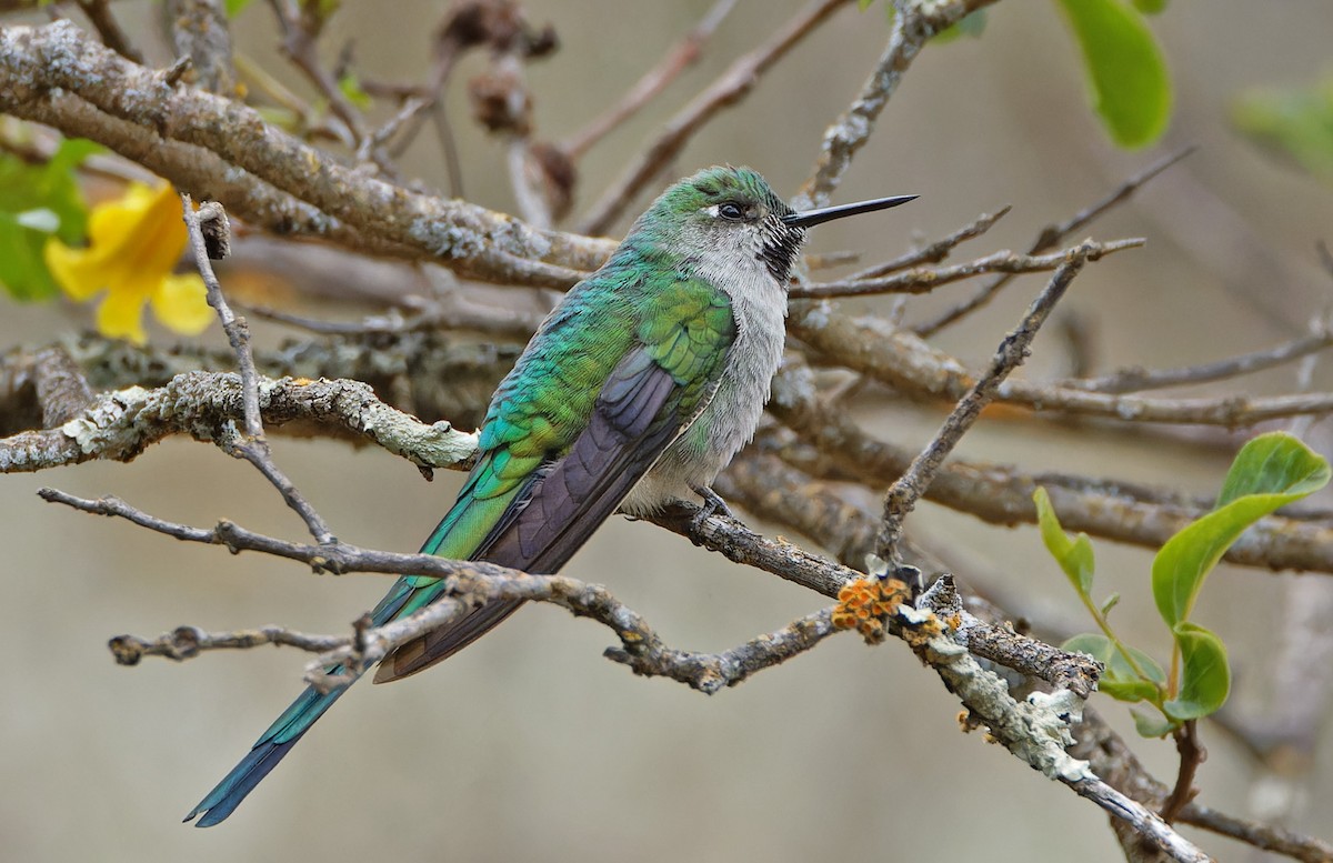 Gray-bellied Comet - ML640369761