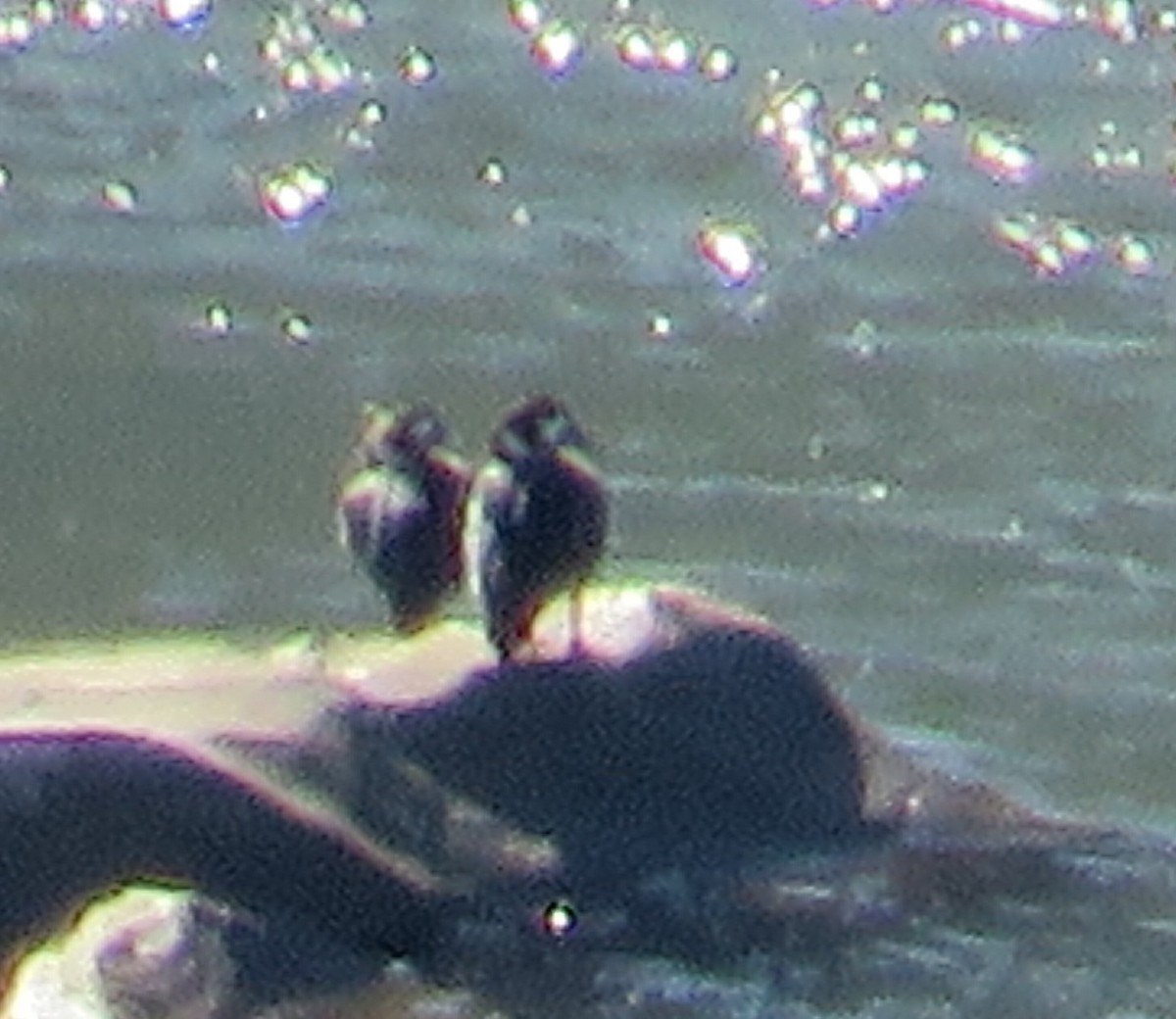 Spectacled Duck - ML640369784