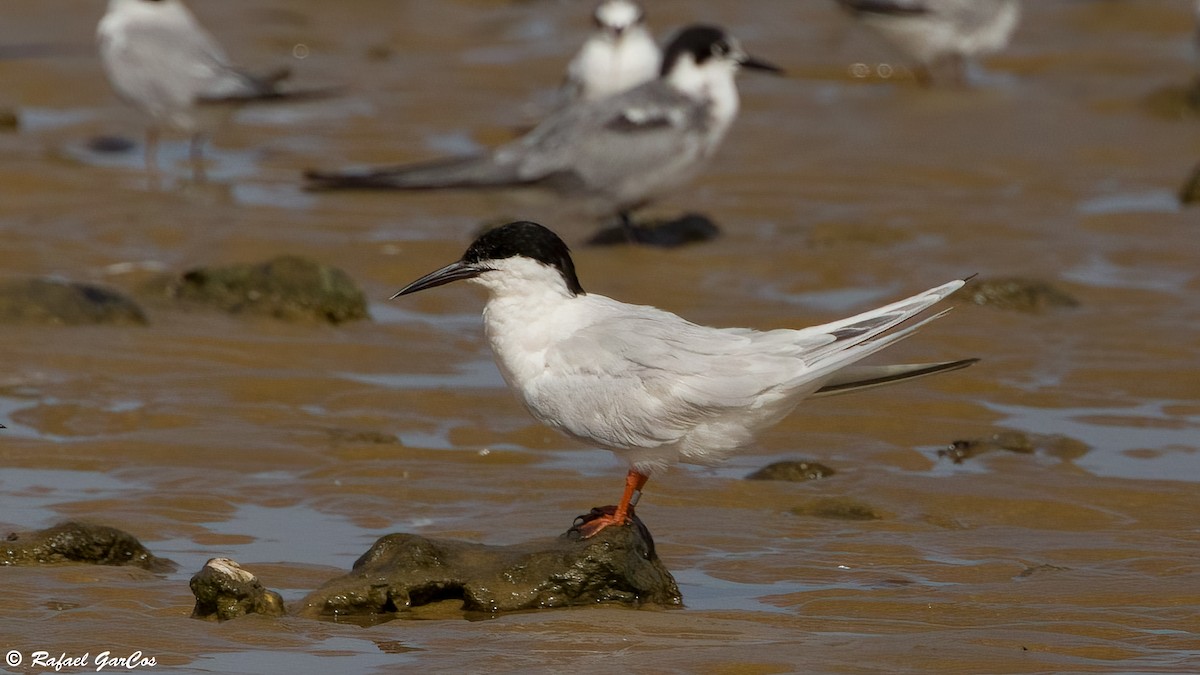 Roseate Tern - ML640369794