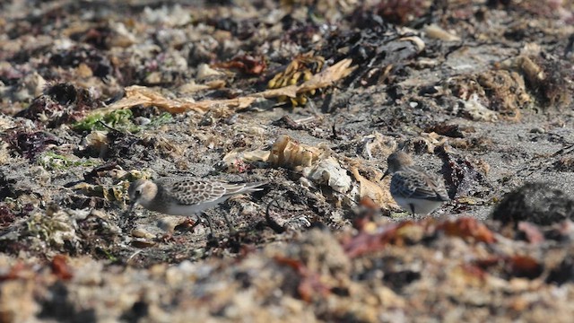 Baird's Sandpiper - ML640369806