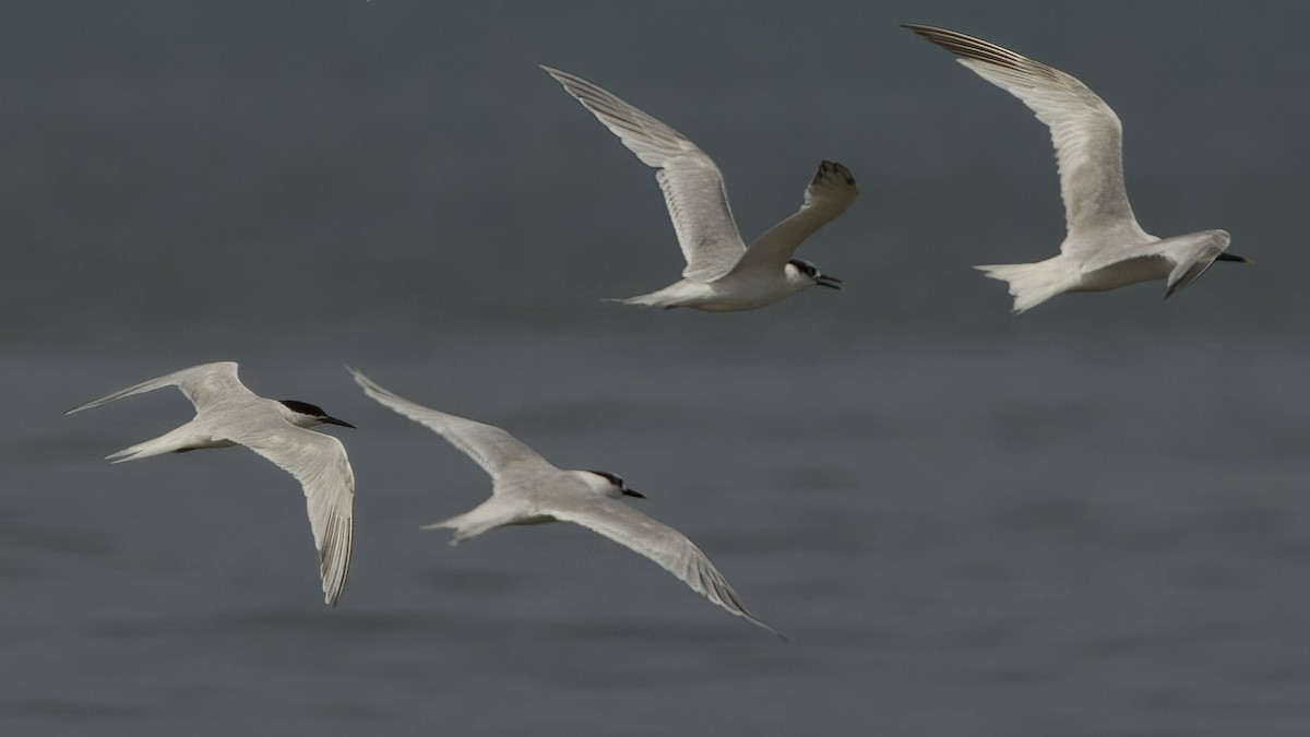 Roseate Tern - ML640369808