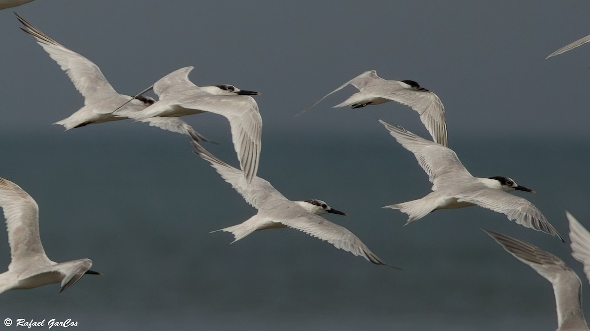 Roseate Tern - ML640369809
