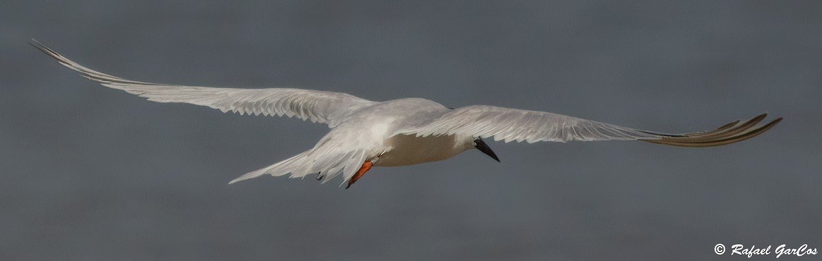 Roseate Tern - ML640369827