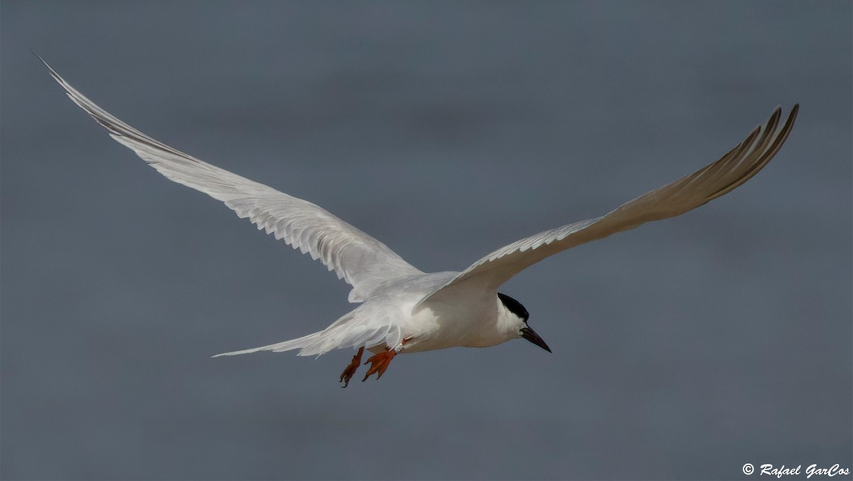 Roseate Tern - ML640369828