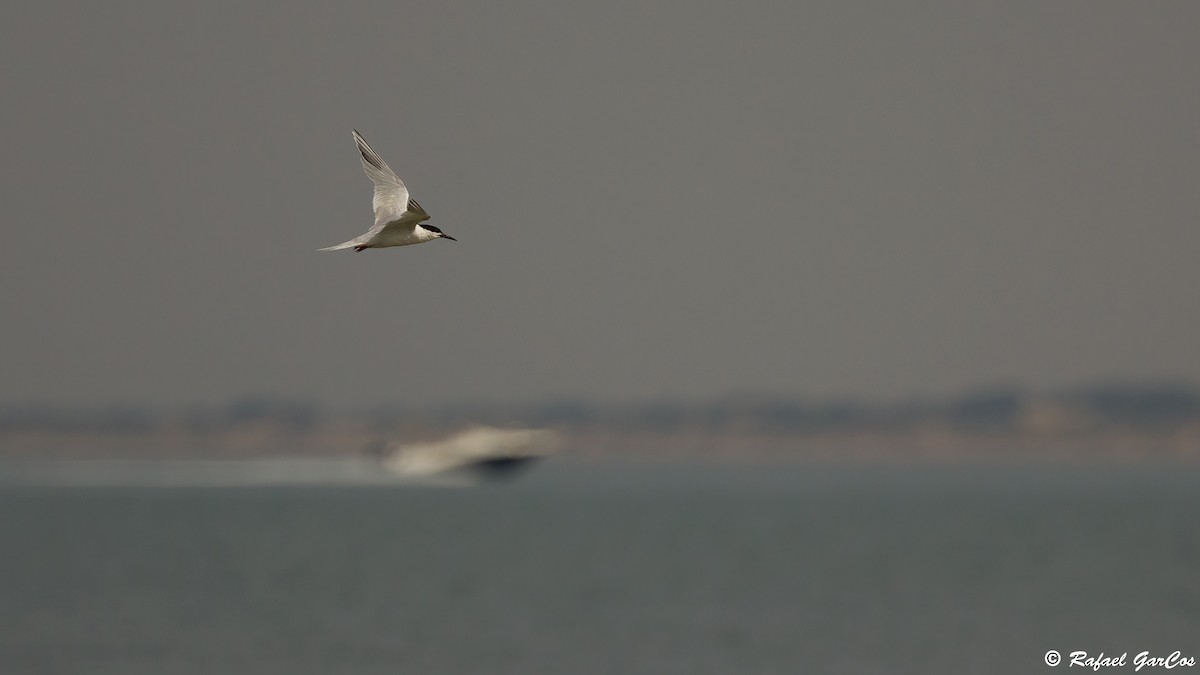 Roseate Tern - ML640369846