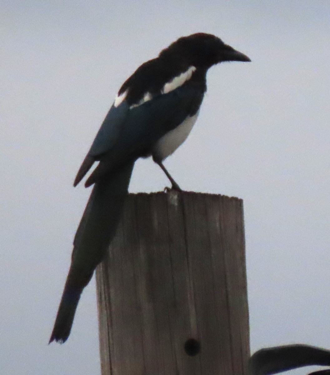 Black-billed Magpie - ML640369862