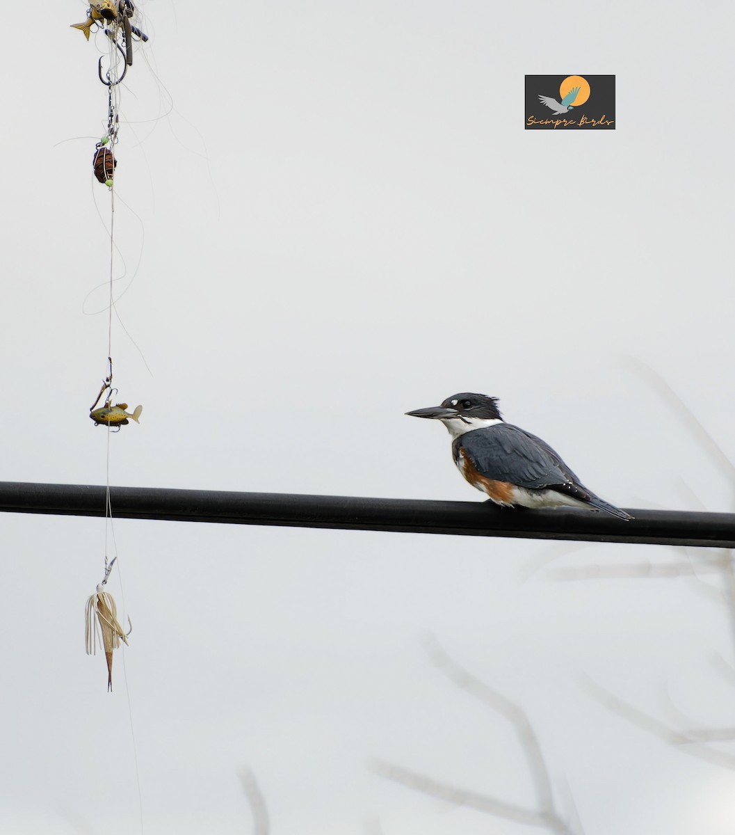 Belted Kingfisher - ML640369923