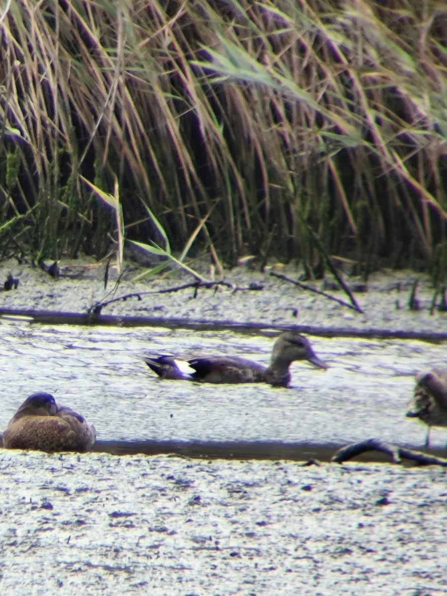 Gadwall (Common) - ML640369932