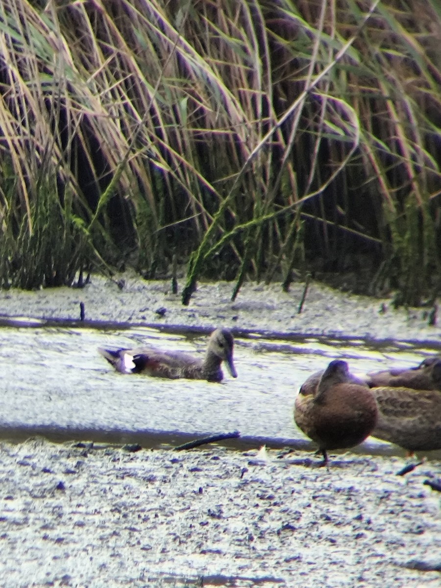 Gadwall (Common) - ML640369933