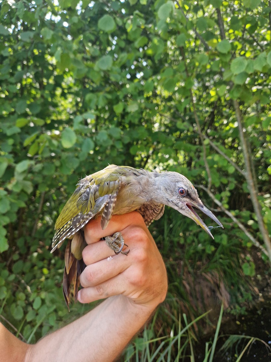 Gray-headed Woodpecker - ML640369936