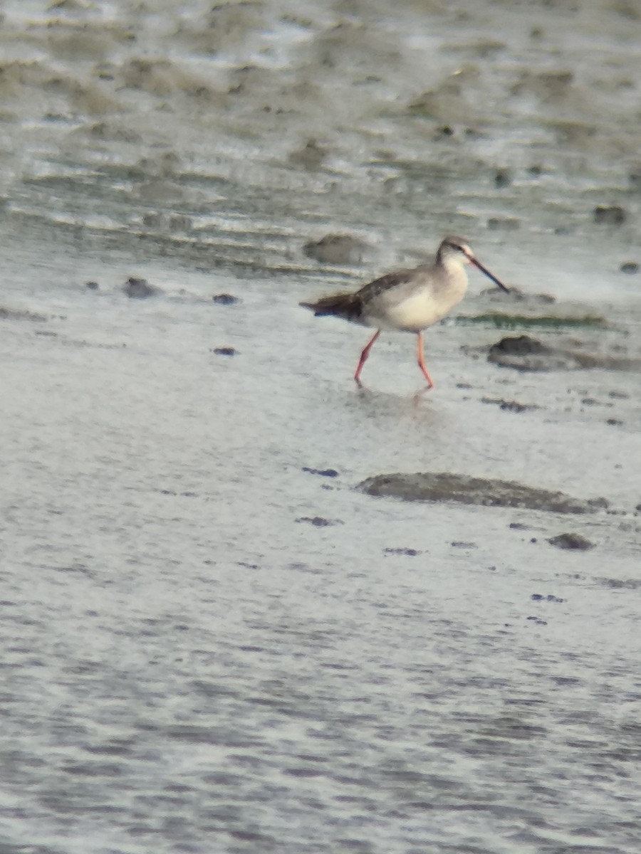 Хар хөгчүү - ML640369960