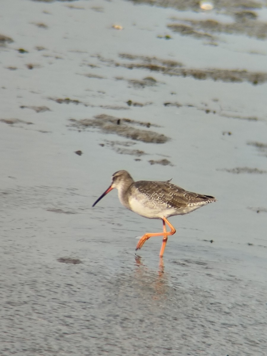 Хар хөгчүү - ML640369961