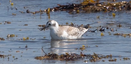Mouette de Bonaparte - ML640370013