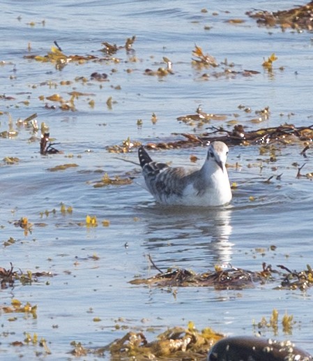 Mouette de Bonaparte - ML640370014