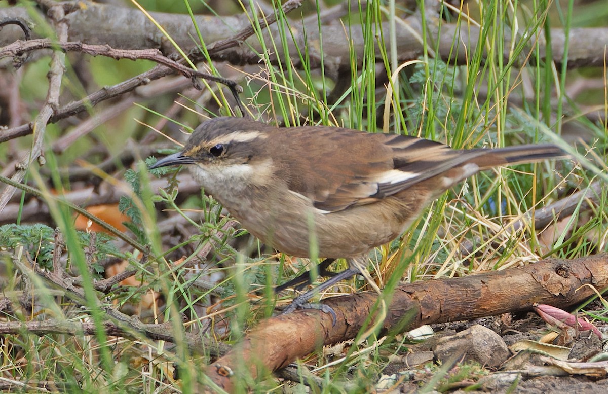 Cream-winged Cinclodes - ML640370019