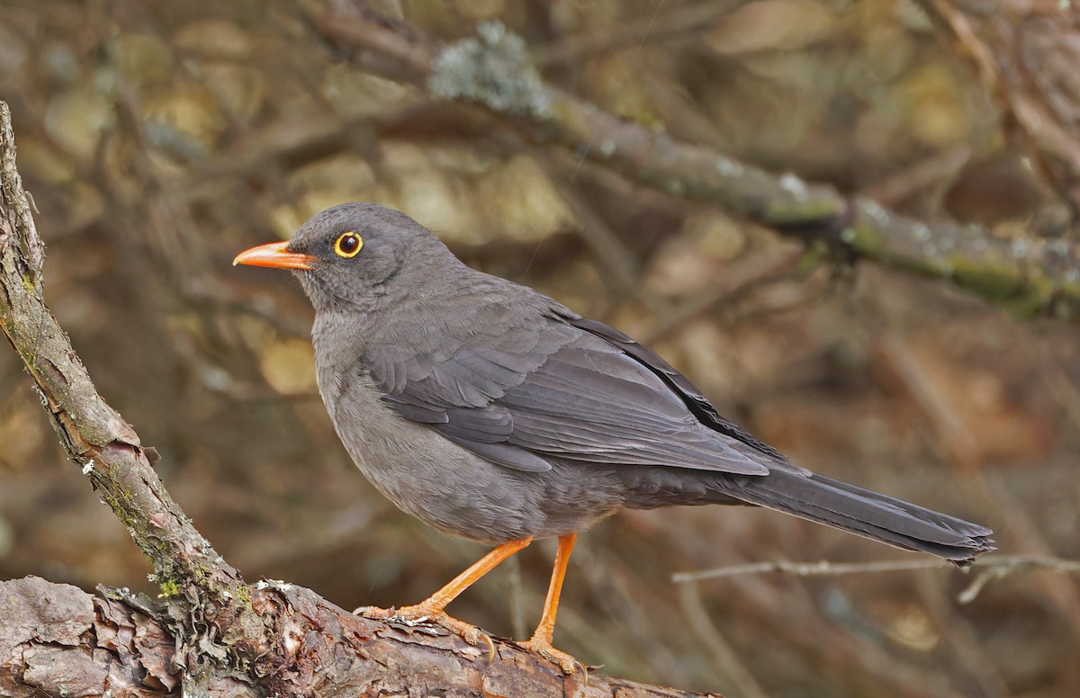 Great Thrush - ML640370028