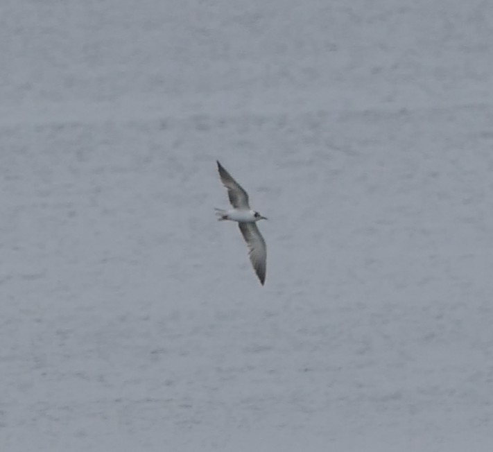 ハジロクロハラアジサシ - ML640370114