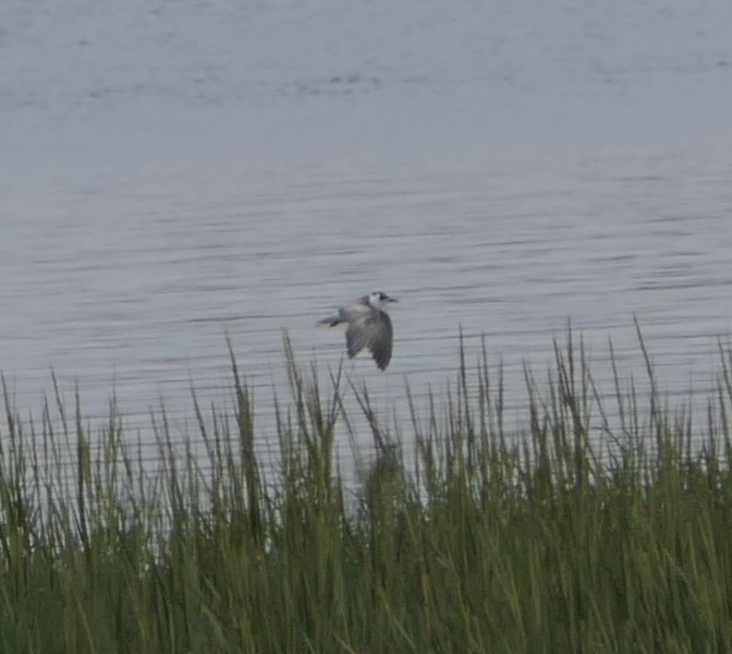 ハジロクロハラアジサシ - ML640370115