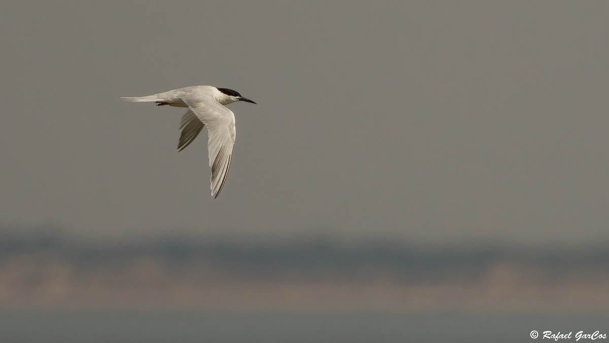 Roseate Tern - ML640370116