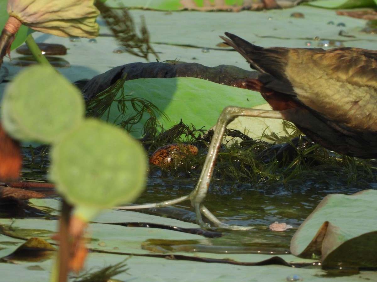 Bronze-winged Jacana - ML640370133