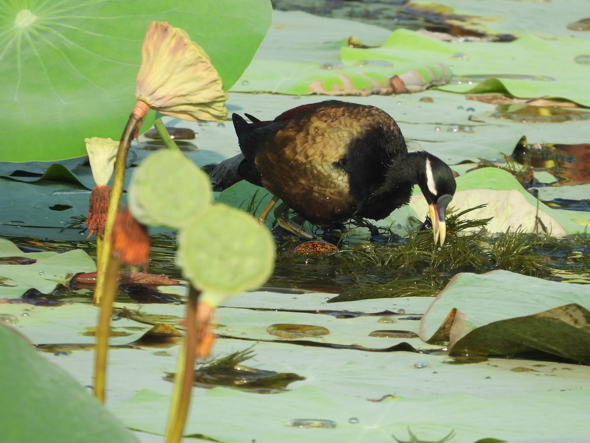 Bronze-winged Jacana - ML640370134