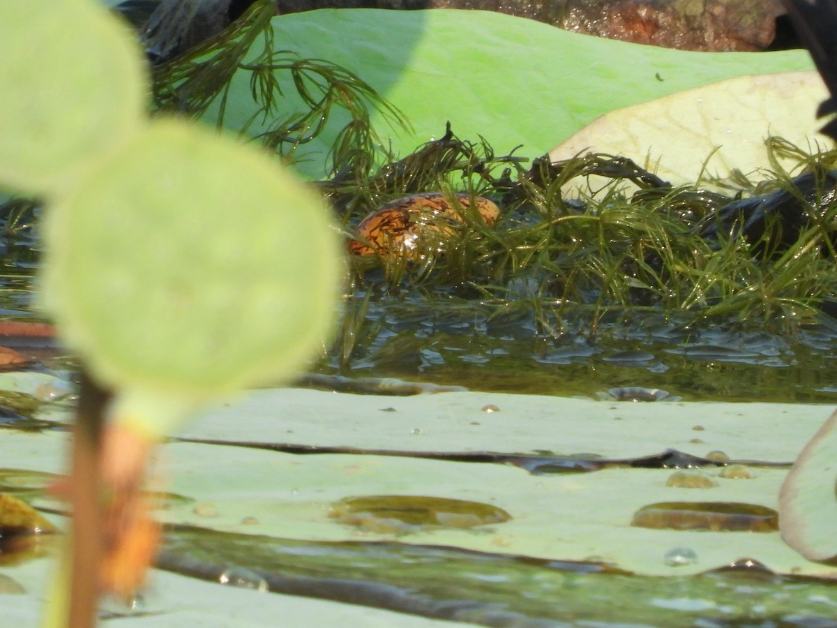 Bronze-winged Jacana - ML640370135