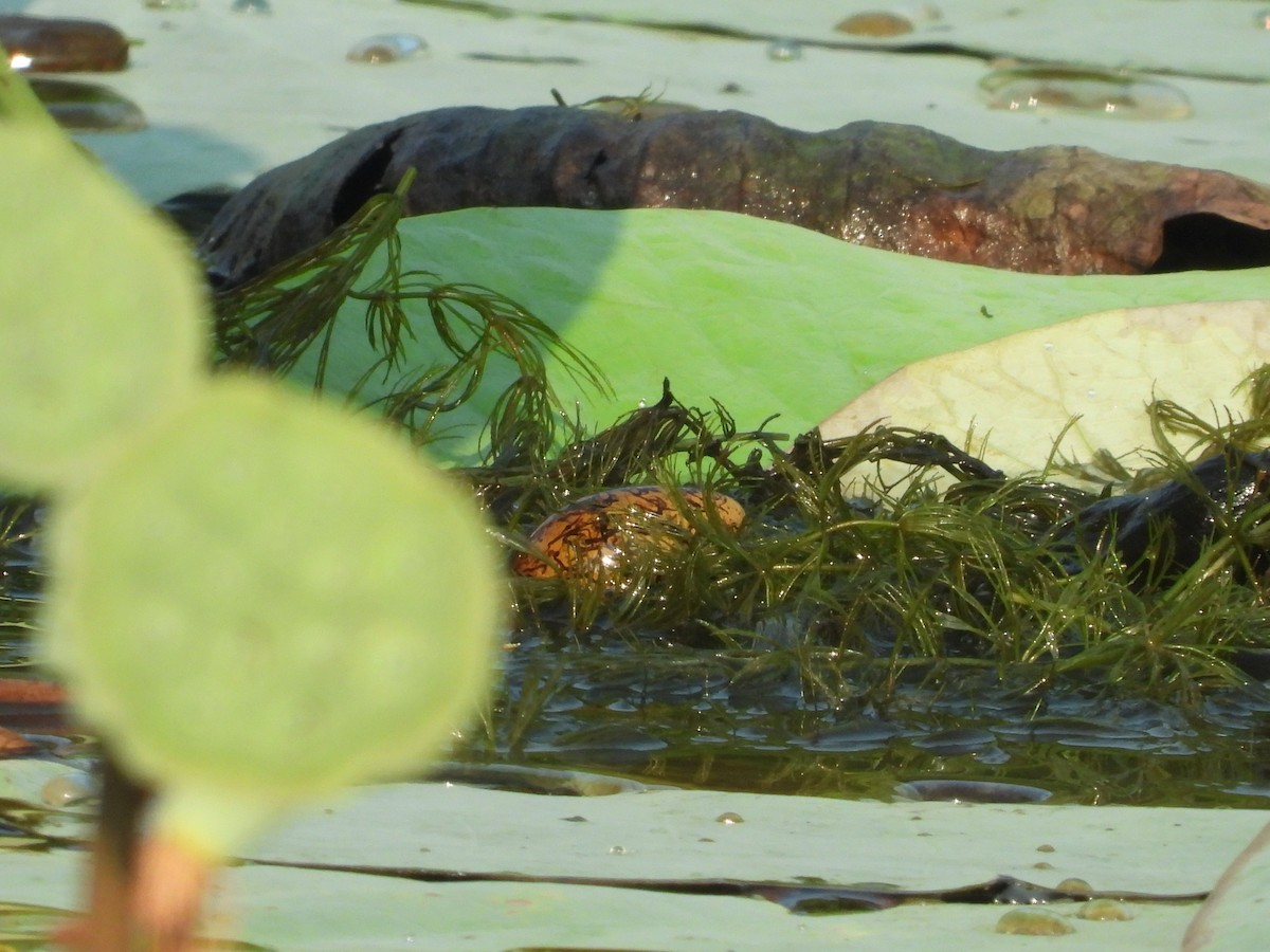 Bronze-winged Jacana - ML640370136