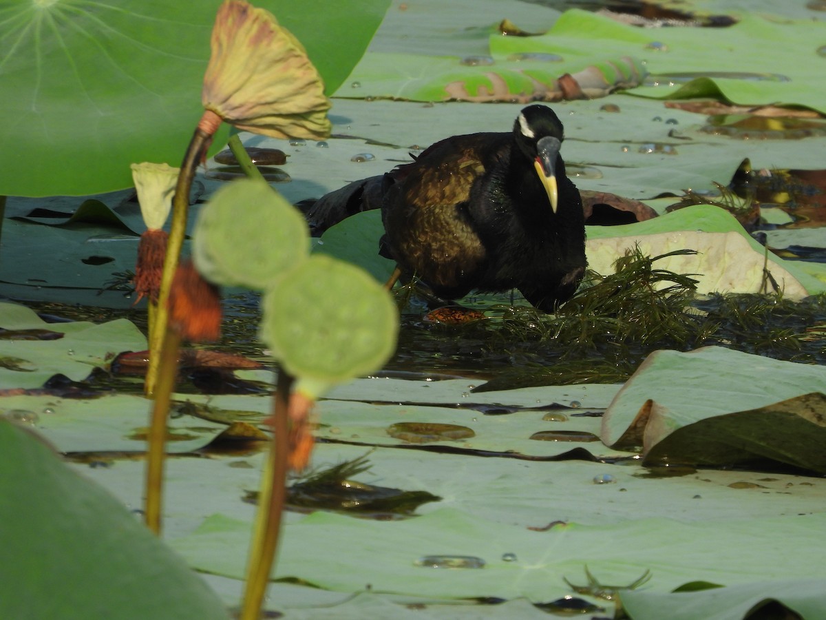 Bronze-winged Jacana - ML640370144