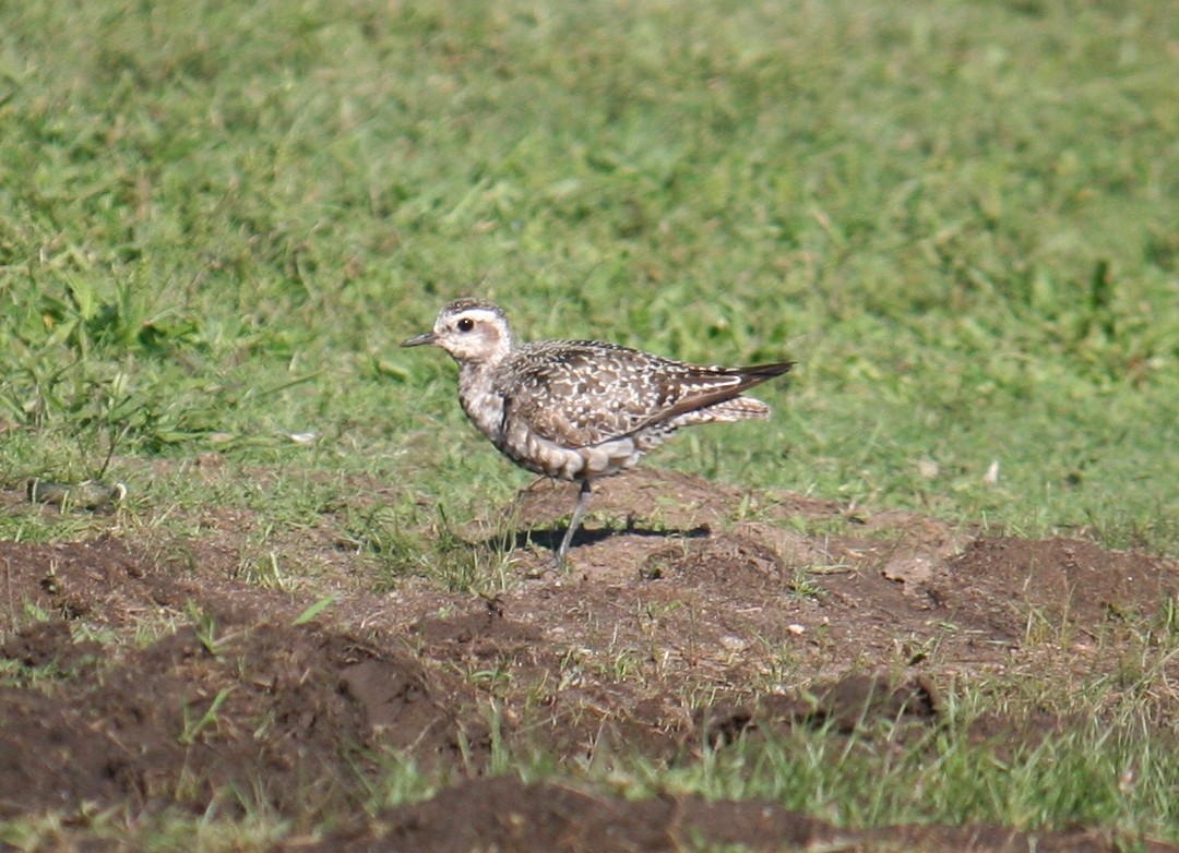 American Golden-Plover - ML640370157