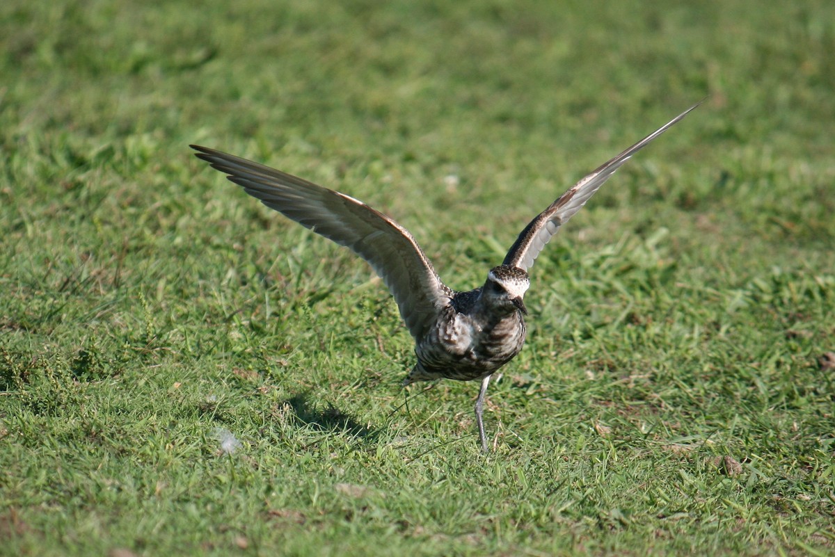 American Golden-Plover - ML640370160
