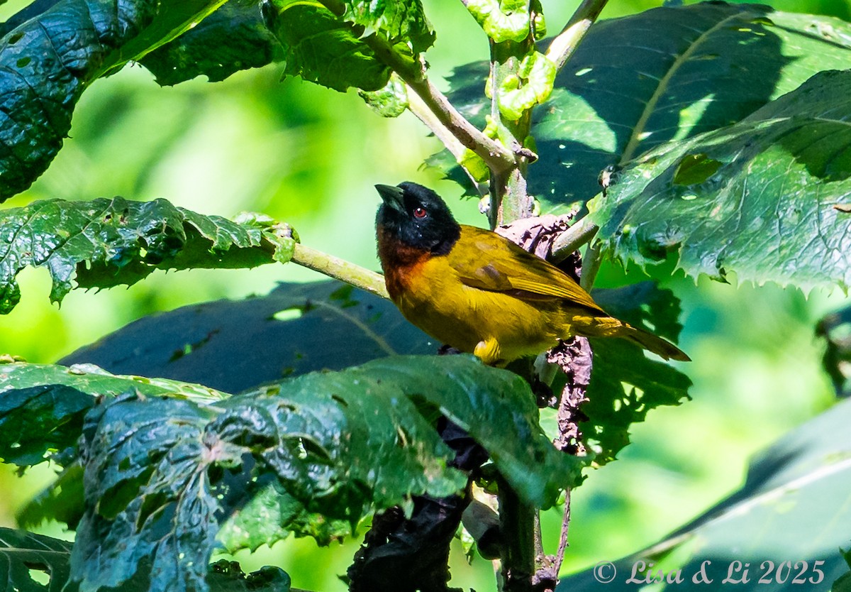 Strange Weaver - ML640370200