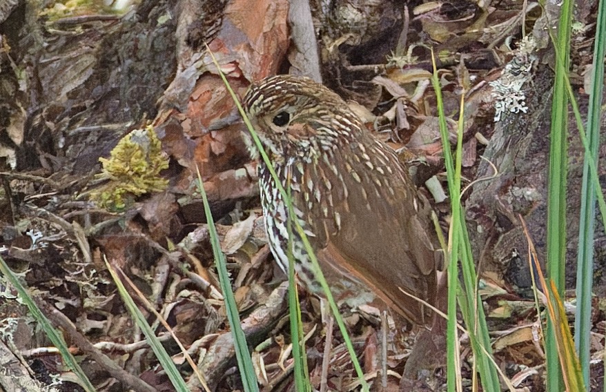 Stripe-headed Antpitta - ML640370206