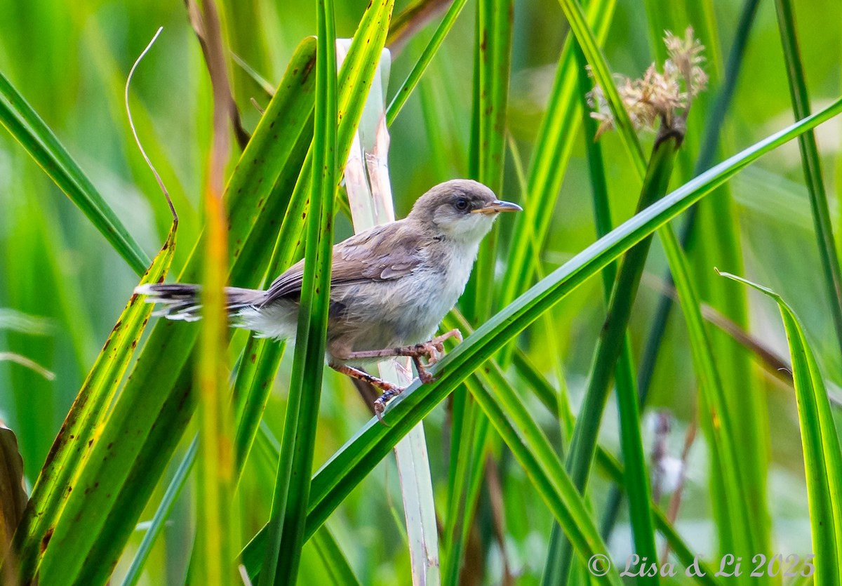 Carruthers's Cisticola - ML640370230