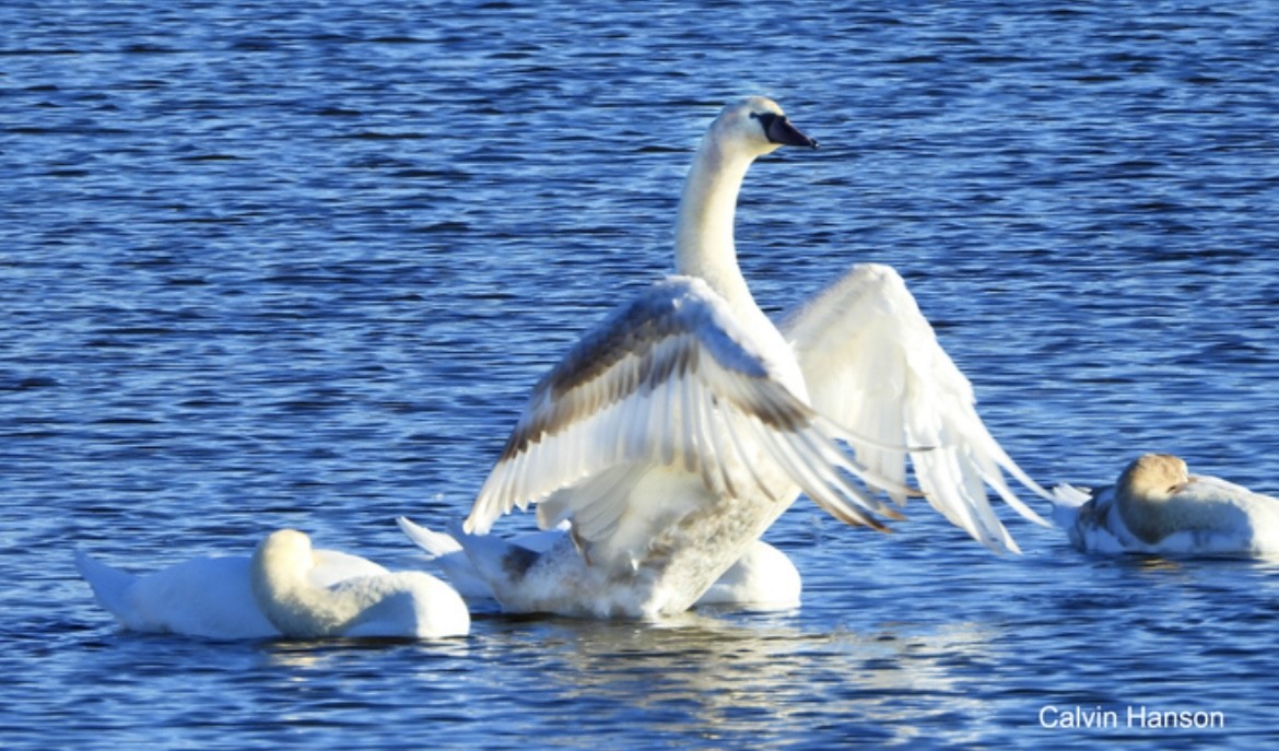 Trumpeter Swan - ML640370270