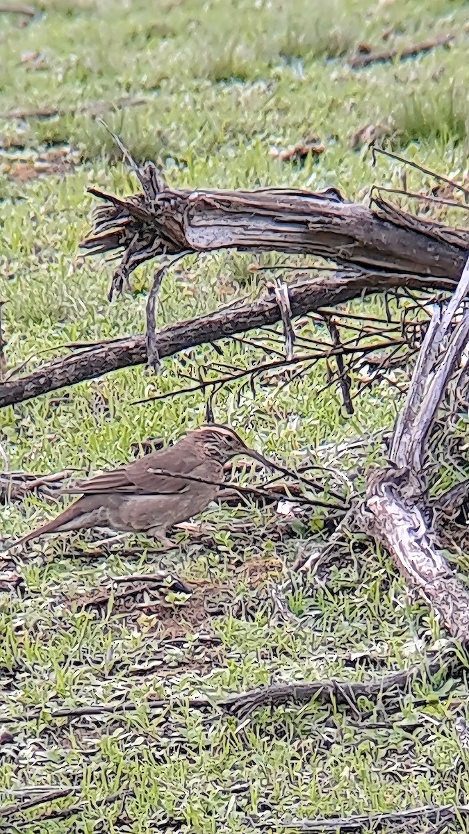 Patagonian Forest Earthcreeper - ML640370282