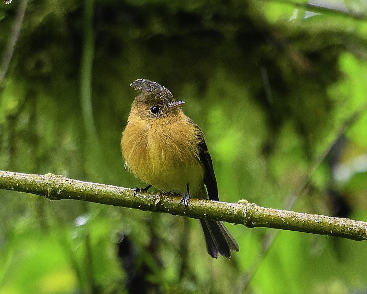 Tufted Flycatcher - ML640370303