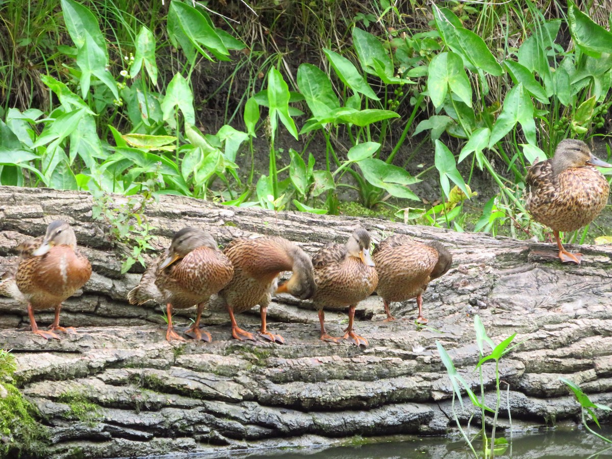 Mallard - ML640370350