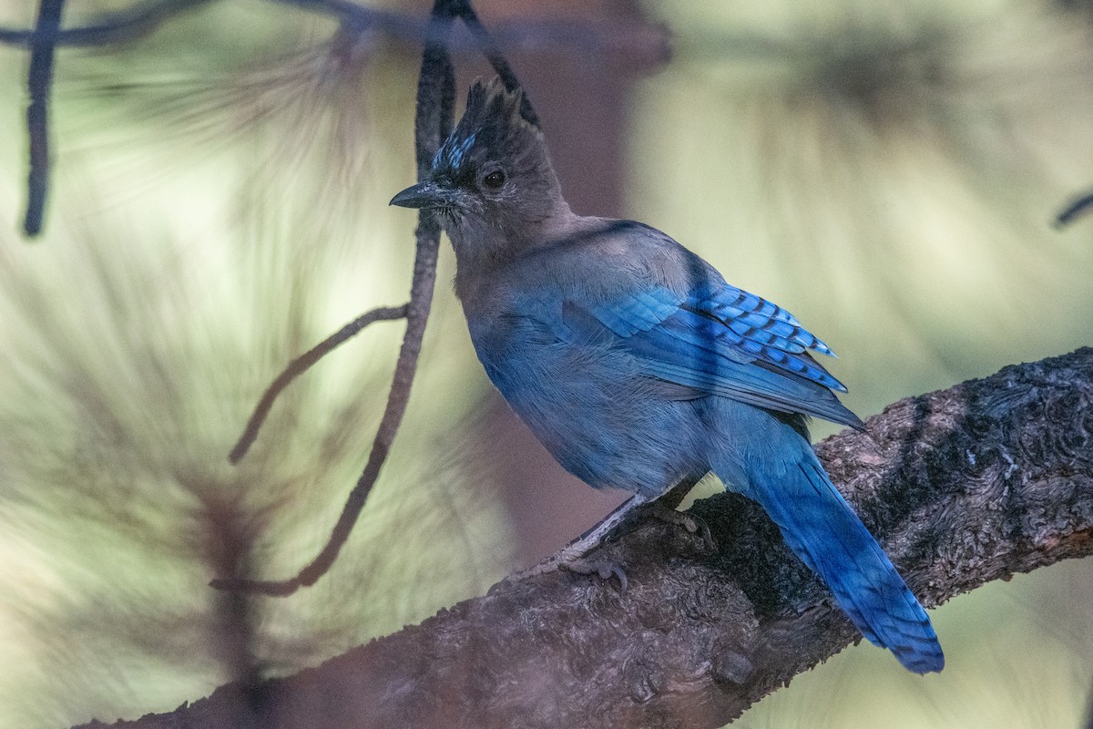 Steller's Jay (Coastal) - ML640370352