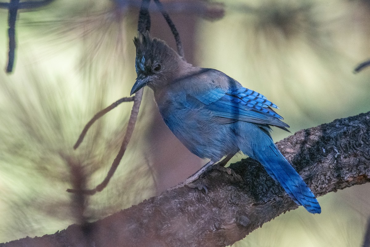 Steller's Jay (Coastal) - ML640370353
