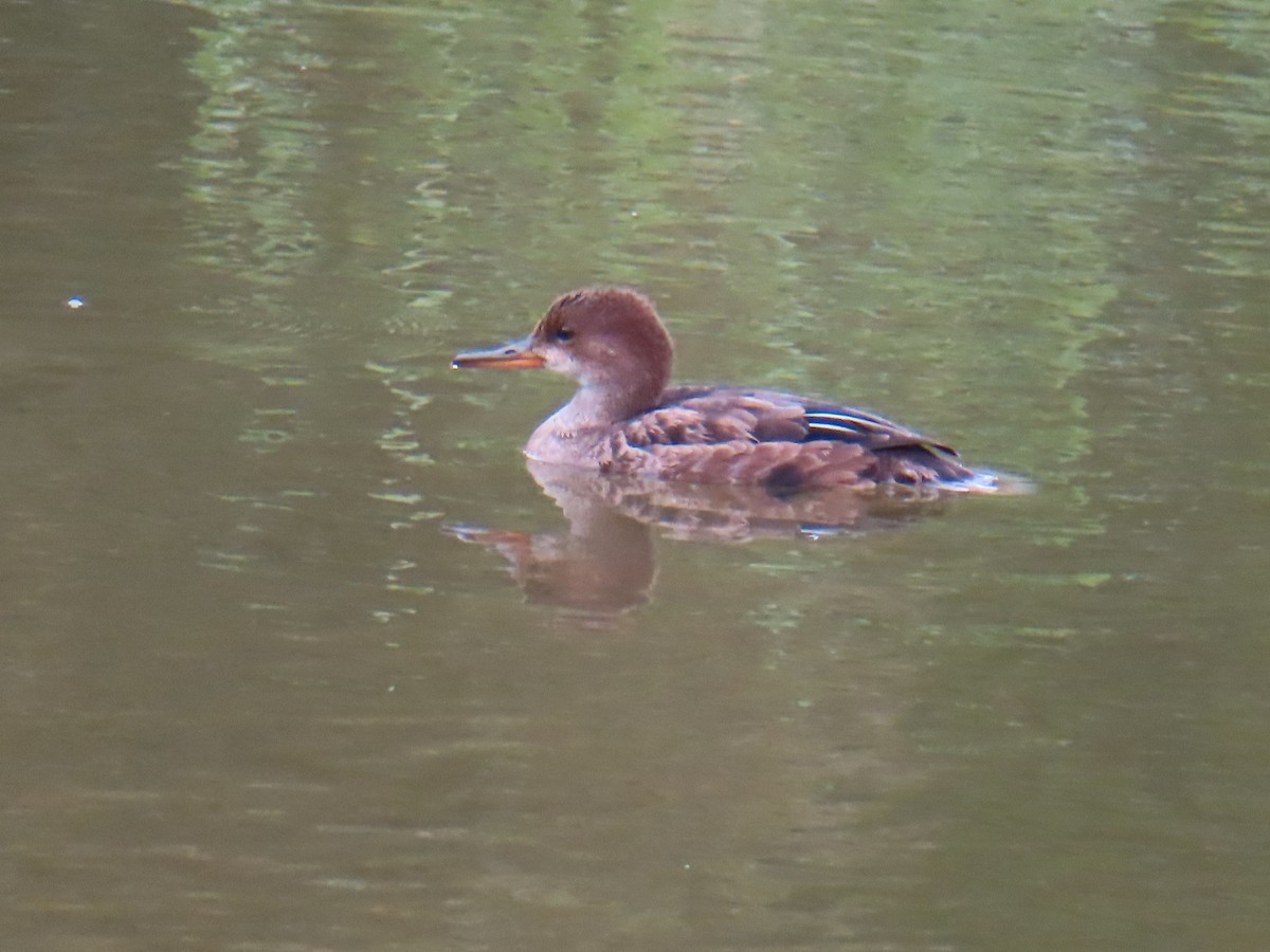 Hooded Merganser - ML640370359