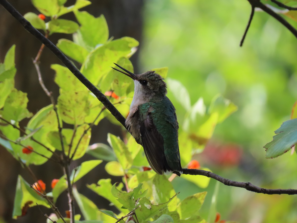 Ruby-throated Hummingbird - ML640370363